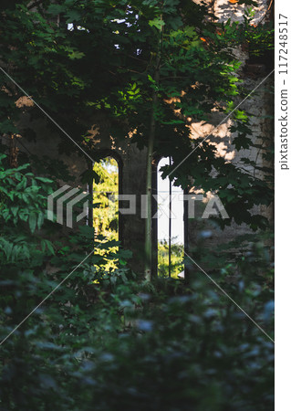 A vertical window in an abandoned old house. Thickets A vertical window in an abandoned old house. Thickets 117248517