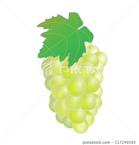 Illustration of Muscat Illustration of Muscat 117248585
