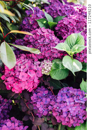 Hydrangea Flowers in the Garden 117249210