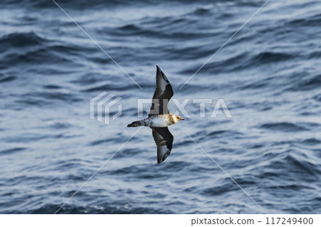 賊鷗飛行 賊鷗飛行 117249400