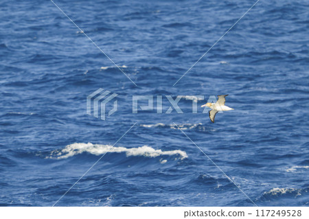 Albatross adult bird flight 117249528
