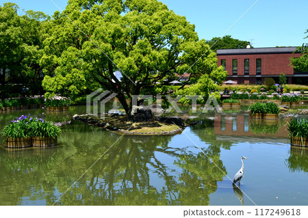 Spring garden scenery at Ishibashi Cultural Center, Kurume City, Fukuoka Prefecture, Iris Garden 117249618