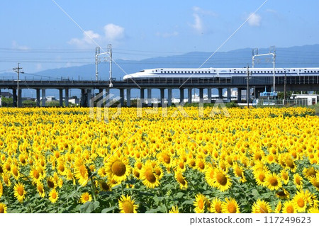 東海道新幹線與廣闊的向日葵田 117249623