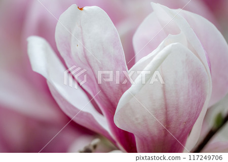 Magnolia Sulanjana flowers with petals in the spring season. beautiful pink magnolia flowers in spring, selective focusing. Magnolia Sulanjana flowers with petals in the spring season. beautiful pink magnolia flowers in spring, selective focusing. 117249706