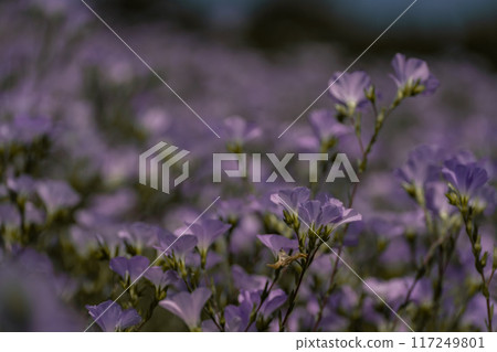 linen field linum usitatissimum. Flax flowers swaying in the wind. Slow motion video linen field linum usitatissimum. Flax flowers swaying in the wind. Slow motion video 117249801