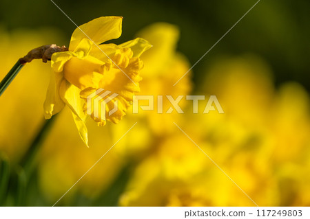 A yellow flower with a yellow center and yellow petals. The flower is in the foreground and the background is green. A yellow flower with a yellow center and yellow petals. The flower is in the foreground and the background is green. 117249803