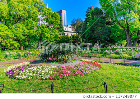 東京都千代田區春天的日比谷公園(第一花圃) 東京都千代田區春天的日比谷公園(第一花圃) 117249877