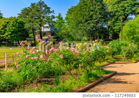 Tokyo, Chiyoda Ward, Hibiya Park in spring (roses in the first flowerbed) Tokyo, Chiyoda Ward, Hibiya Park in spring (roses in the first flowerbed) 117249883