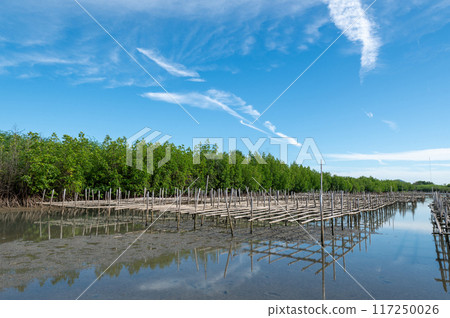 Oyster farm is in Prachaupkhirikhan province,Thailand. 117250026