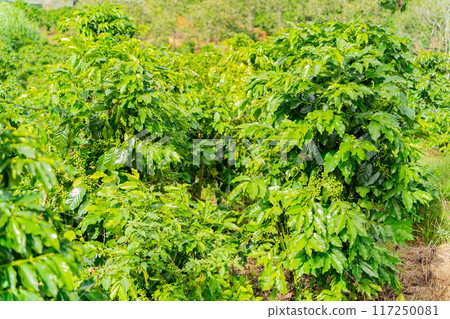 The fruits of the coffee tree. 117250081