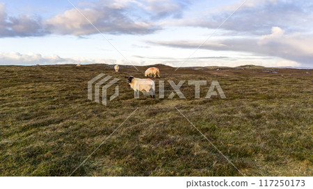 Sheep at Dawros in County Donegal - Ireland Sheep at Dawros in County Donegal - Ireland 117250173