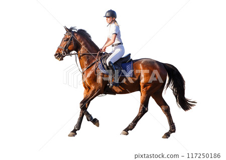 Equestrian Rider in White Attire Trotting on Brown Horse Isolated on White Background 117250186