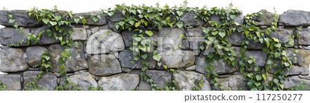 A stone wall with ivy growing on it, isolated on a white background. 117250277