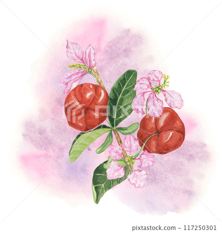 Acerola berries with flowers on watercolor splash background, red Barbados cherry sprig. Hand-painted superfood clipart suitable for food packaging, health brochures, and recipe websites 117250301