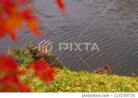[東京]小石川後樂園池鴨 117250738