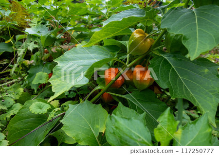 Colorful ground cherries Colorful ground cherries 117250777
