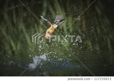 翠鳥 翠鳥 117250813