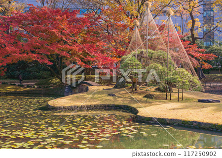 [Tokyo] Koishikawa Korakuen: Autumn leaves and snow hangings 117250902