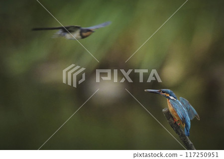 Kingfisher 117250951