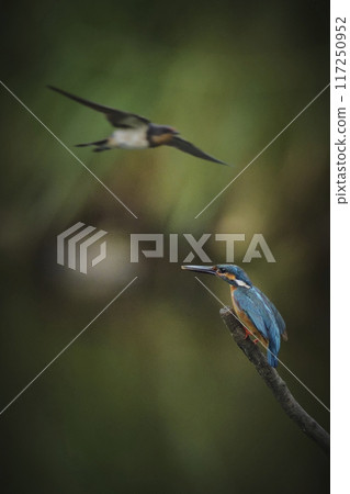 Kingfisher 117250952