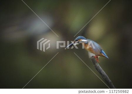 Kingfisher 117250982