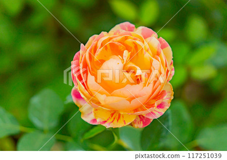 The rose flower.  117251039