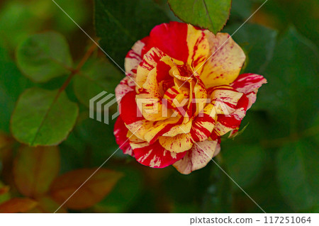 The rose flower.  117251064