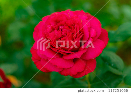 The rose flower.  117251066