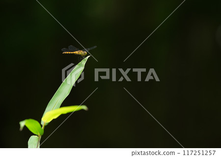 一朵紅百合棲息在葉尖 117251257