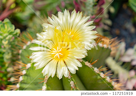 Tropical flowers. 117251919