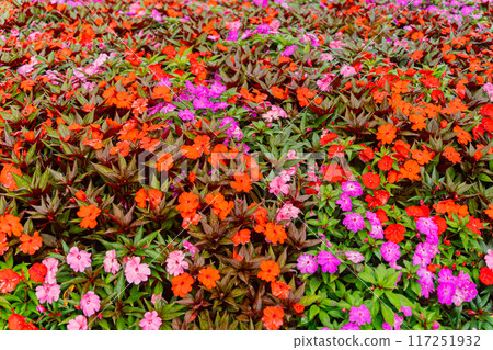 Tropical flowers. Tropical flowers. 117251932