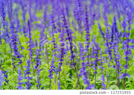 Tropical flowers. 117251935