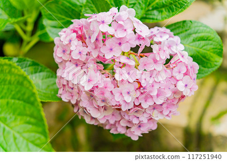 Tropical flowers. 117251940