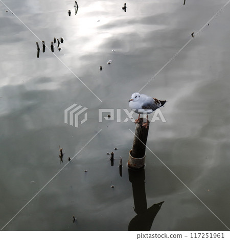 A black-headed gull perched on a post in a pond 117251961