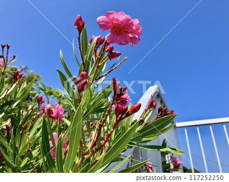 Flowers of Lychee 117252250