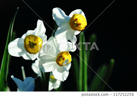 White daffodils 117252258