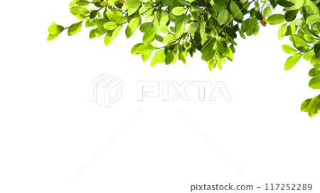 A cut-out of tree top leaves on a white background with clipping paths. A cut-out of tree top leaves on a white background with clipping paths. 117252289