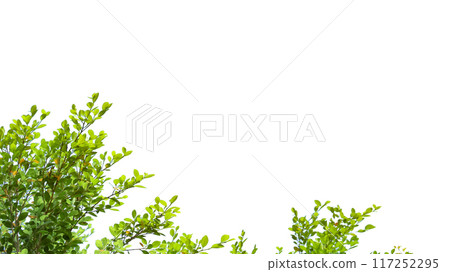 A cut-out of tree top leaves on a white background with clipping paths. 117252295