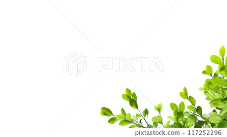 A cut-out of tree top leaves on a white background with clipping paths. 117252296