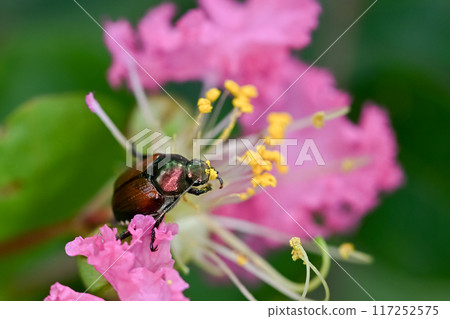 Legend Legend 117252575