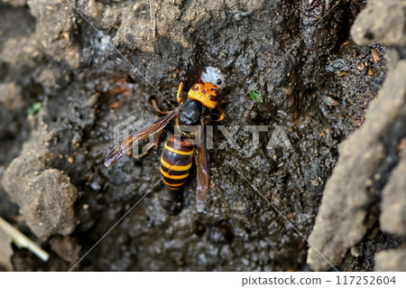 Vespa analis 117252604