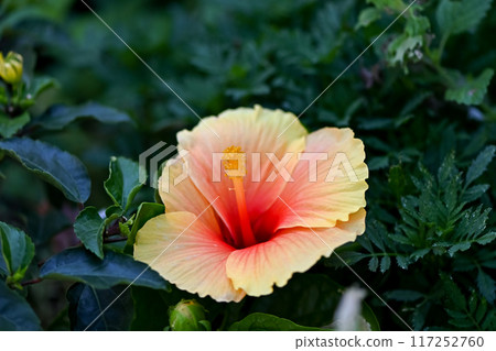 Hibiscus 117252760