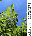 Mulberry tree and blue sky 117252764