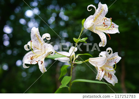 野百合 野百合 117252783