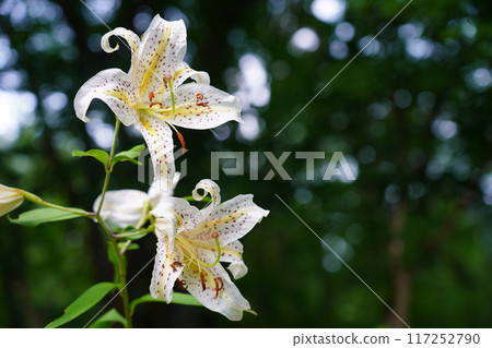 Wild lily Wild lily 117252790