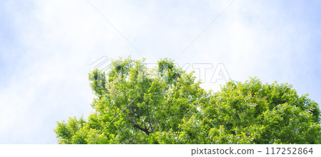 Spring Trees 117252864