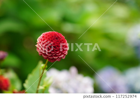 Dahlia Red Star Dahlia Red Star 117252974