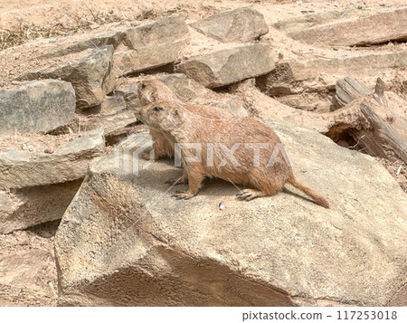 Prairie dogs out of their holes watching for food 117253018