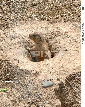 Prairie dogs out of their holes watching for food Prairie dogs out of their holes watching for food 117253046