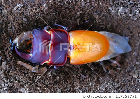 Male giant stag beetle immediately after hatching Male giant stag beetle immediately after hatching 117253751